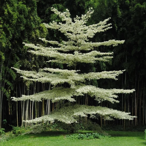 Cornus controversa 'Variegata'