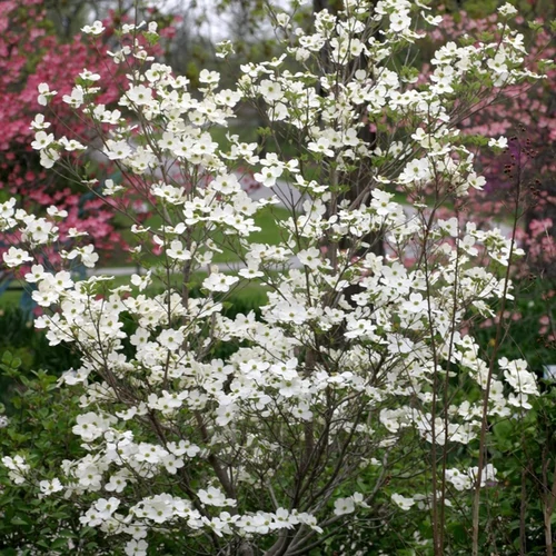 Cornus florida