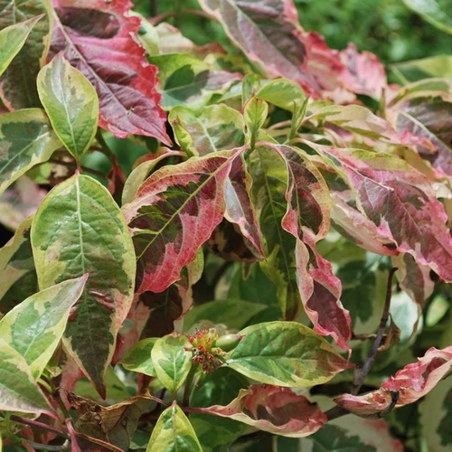 Cornus florida 'Daybreak'