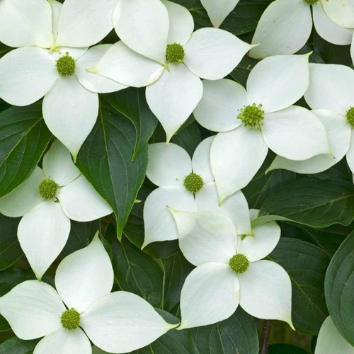 Cornus kousa 'China Girl'