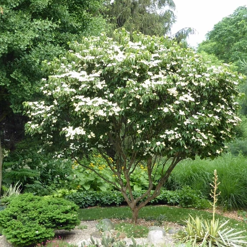 Cornus kousa chinensis