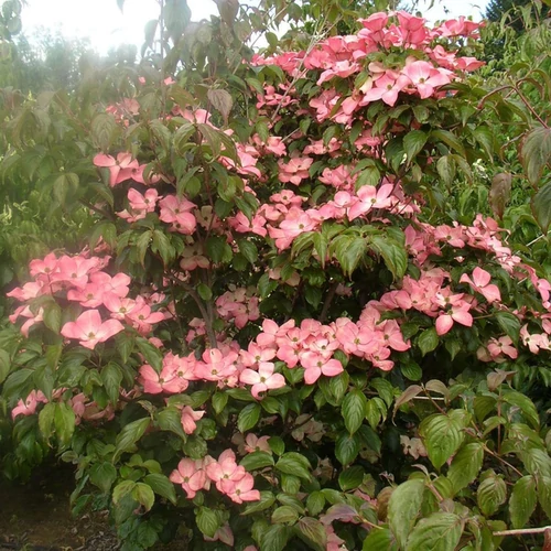 Cornus kousa 'Satomi'