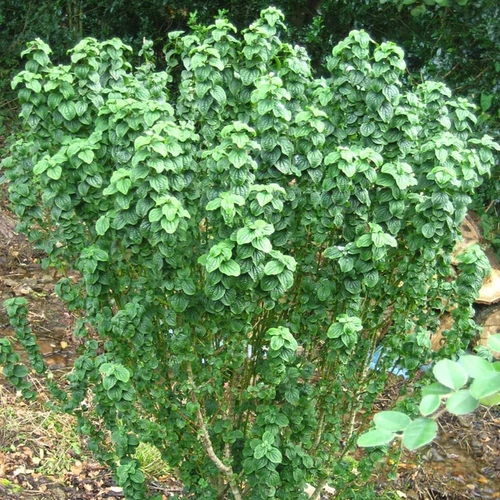 Cornus sanguinea 'Compressa'