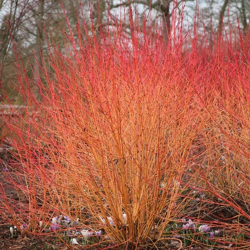 Cornus sanguinea 'Midwinter Fire'