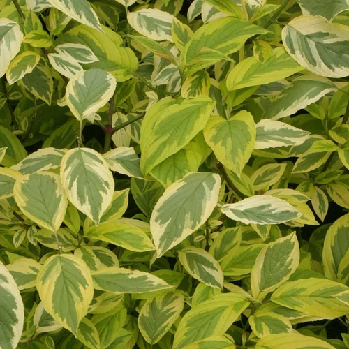 Cornus sericea 'Hedgerows Gold'