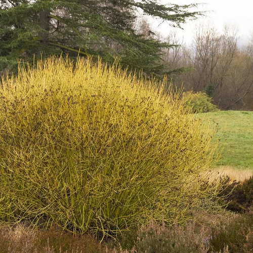Cornus stolonifera 'Flaviramea'