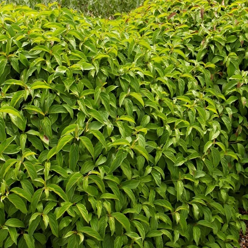 Cornus stolonifera 'Kelsey'