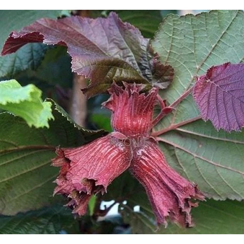 Corylus avellana 'Red Zeller'