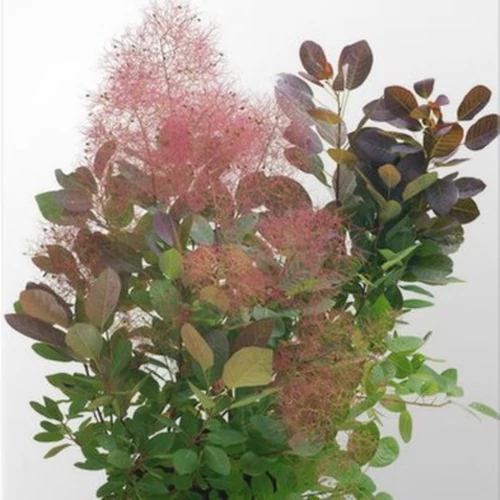 Cotinus coggygria 'Foliis Purpureis'