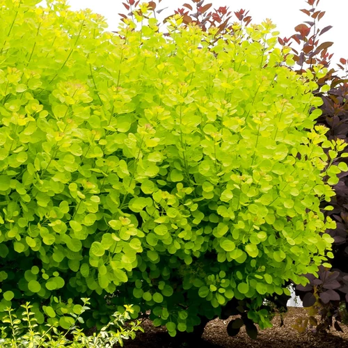 Cserszömörce sárga lombú - Cotinus coggygria 'Golden Spirit' 40/60cm K2l