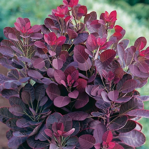 Cserszömörce törpe vörös lombú - Cotinus coggygria 'Lilla' 40/60cm K2l