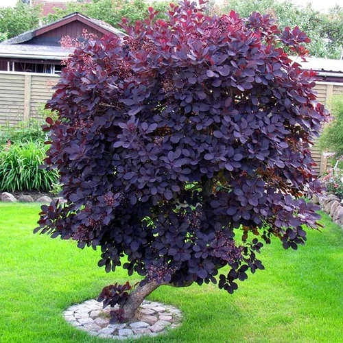 Cotinus coggygria 'Royal Purple'