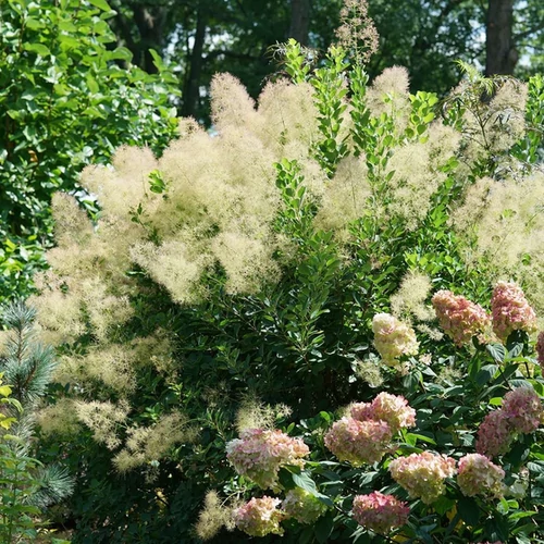 Cserszömörce - Cotinus coggygria 'Young Lady' 60/80cm K10l
