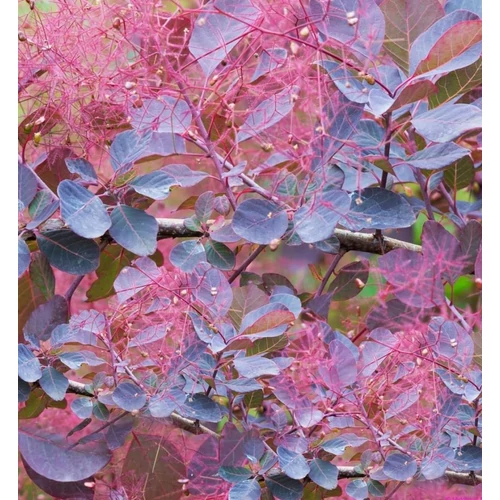 Cserszömörce lilásvörös lombú - Cotinus coggygria 'Dusky Maiden' 40/60cm K2l