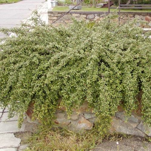 Cotoneaster dammeri 'Coral Beauty'