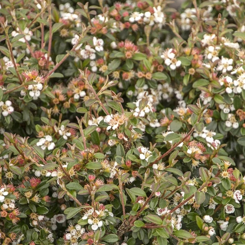 Cotoneaster dammeri 'Eichholz'