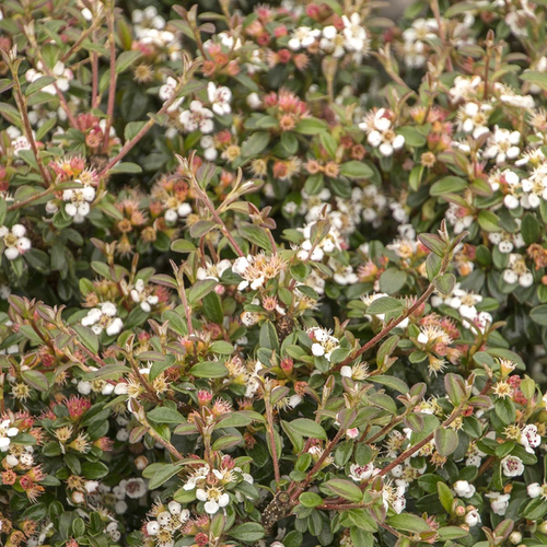 Cotoneaster dammeri 'Eichholz'