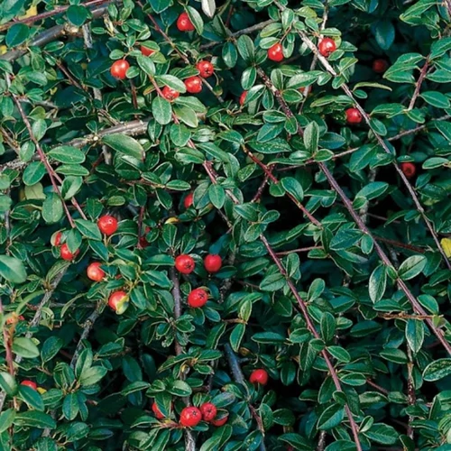 Cotoneaster dammeri 'Schoon'