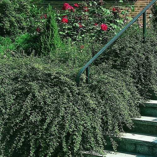 Cotoneaster dammeri 'Skogholm'
