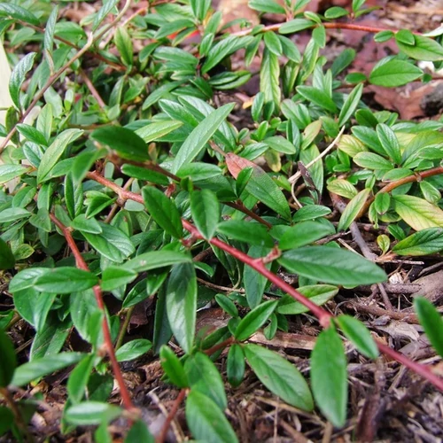 Cotoneaster salicifolius 'Parkteppich'
