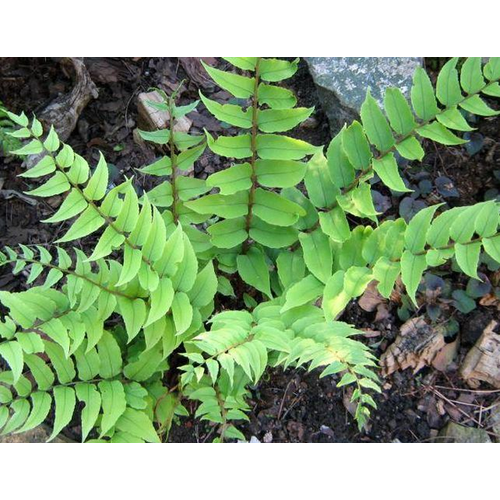 Cyrtomium fortunei 'Clivicola'