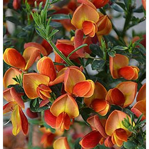 Cytisus praecox 'Lena'