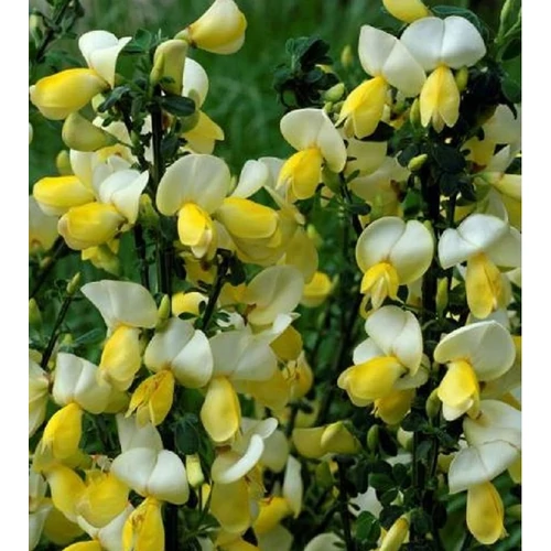 Cytisus scoparius 'Luna'