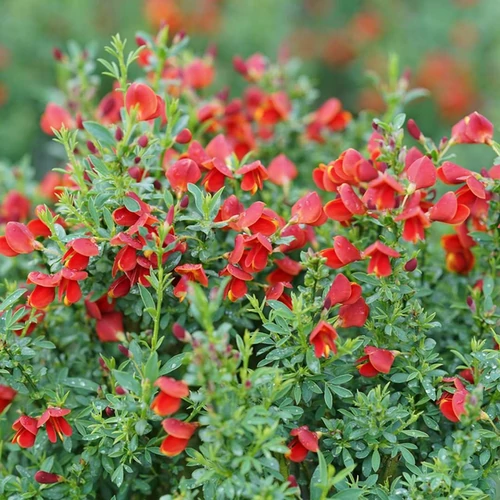 Cytisus