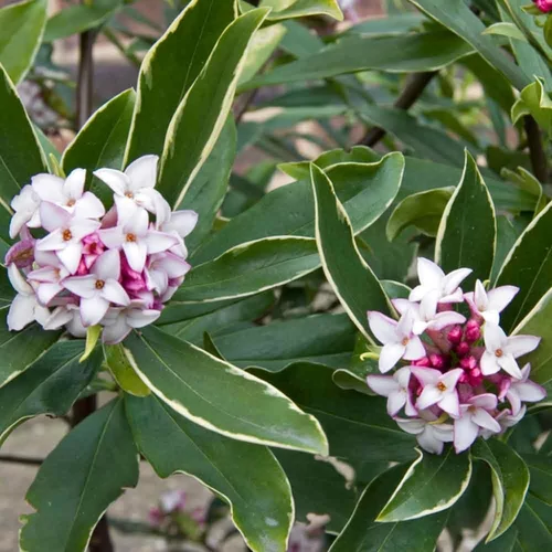Daphne odora 'Aureomarginata'