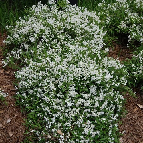 Deutzia gracilis 'Nikko'