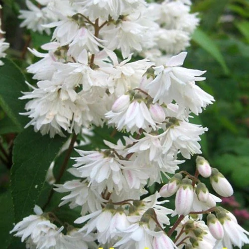 Deutzia scabra 'Candidissima'