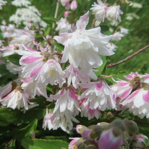 Deutzia scabra 'Codsall Pink'