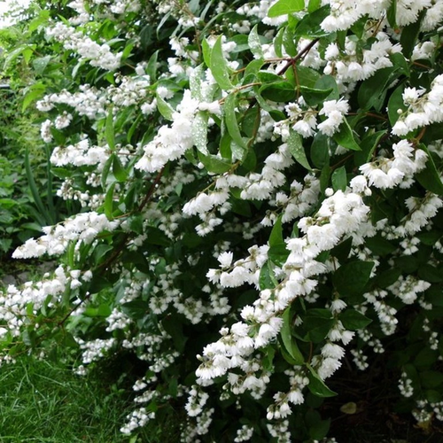 Deutzia scabra 'Plena'