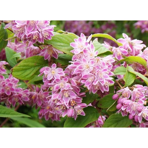 Gyöngyvirágcserje rózsaszín - Deutzia 'Tourbillon Rouge' 60/80cm K2l