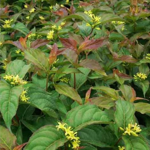 Diervilla rivularis 'Troja Black'