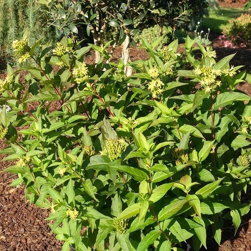 Diervilla sessilifolia 'Butterfly'