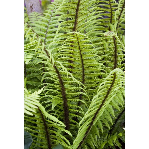 Dryopteris wallichiana