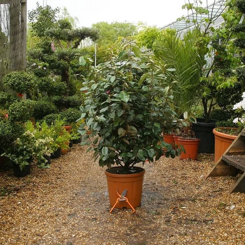 Elaeagnus ebbingei 'Compacta'