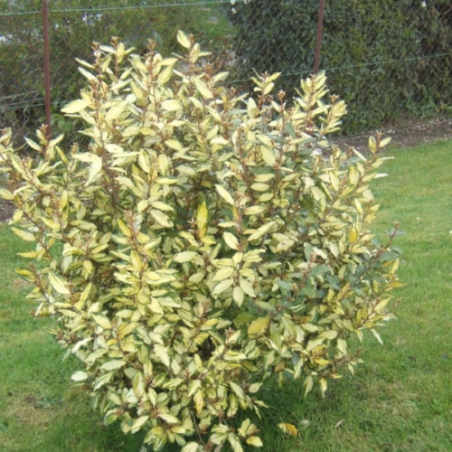 Ezüstfa sárga tarka levelű - Elaeagnus ebbingei 'Limelight' 40/60cm K2l