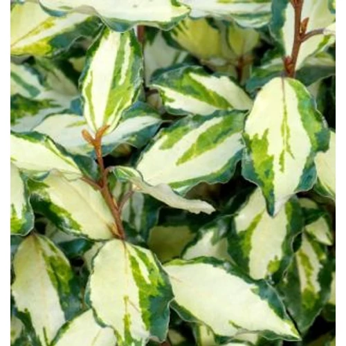 Ezüstfa széleslevelű - Elaeagnus ebbingei 'Maryline' 40/60cm K2l