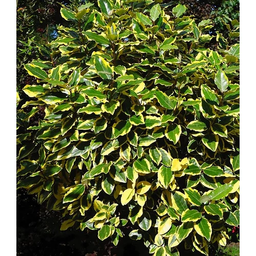 Elaeagnus ebbingei 'Vivileg'