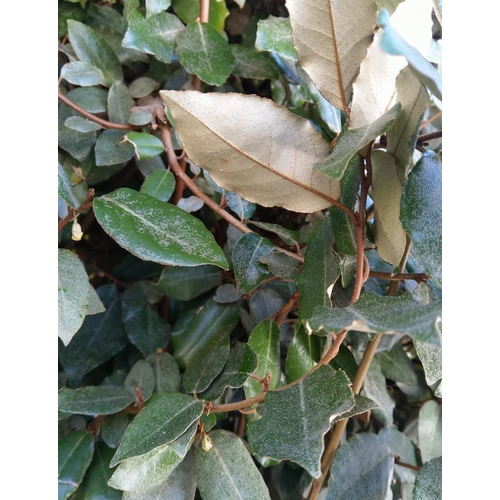 Elaeagnus pungens