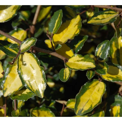 Elaeagnus pungens 'Maculata'