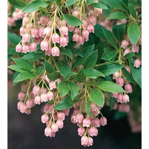 Csengőbojt japán - Enkianthus campanulatus 'Pagoda' 40/60cm K2l