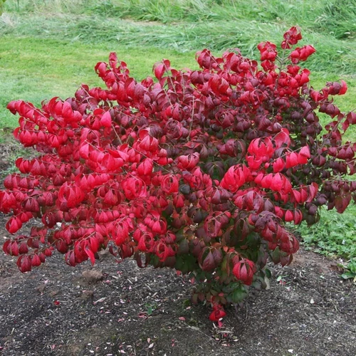 Euonymus alatus 'Compactus'