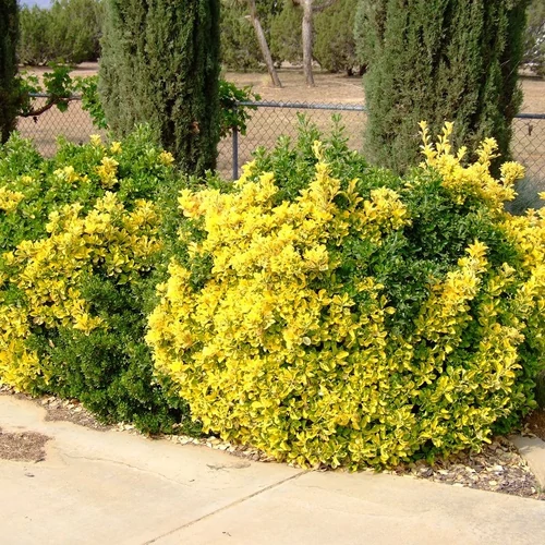 Euonymus fortunei 'Canadale Gold'