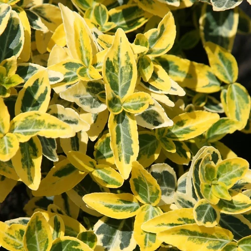 Euonymus fortunei 'Emerald'n Gold'