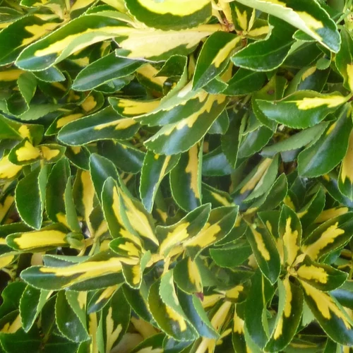 Euonymus fortunei 'Sunspot'