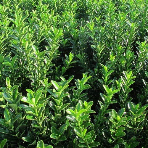 Euonymus japonicus