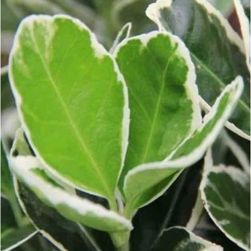 Euonymus japonicus 'Albomarginatus'
